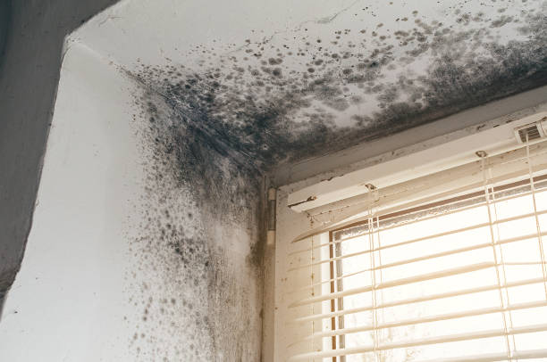 Affordable Mold Cleanup solutions in Mount Sinai, NY